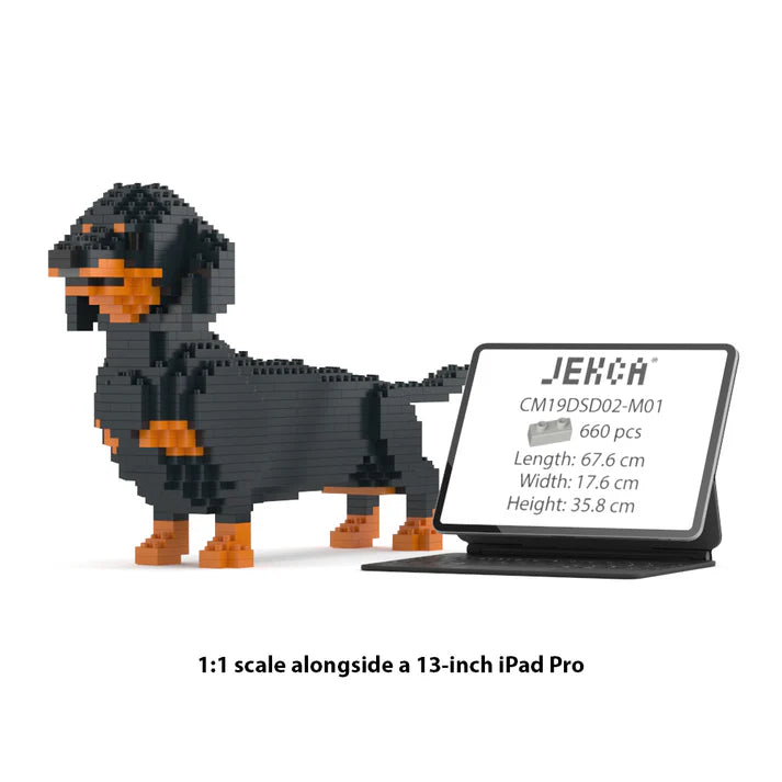 Dachshund 02-M01