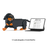 Dachshund 06-M01