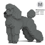 Standard Poodle 01-M03