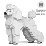 Standard Poodle 01-M01