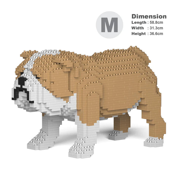 English Bulldog 01-M03