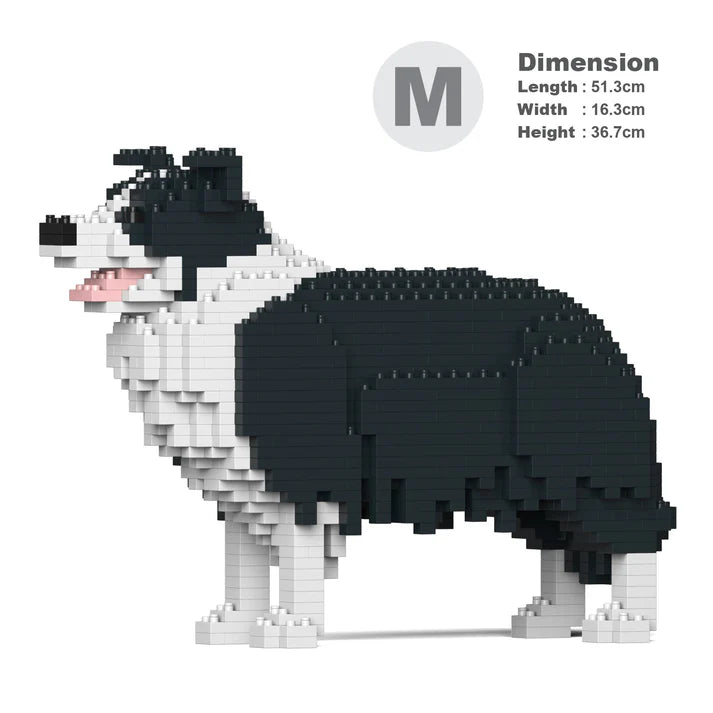 Border Collie 01-M01