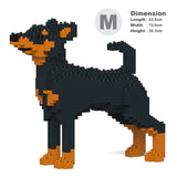 Zwergpinscher 01-M01 