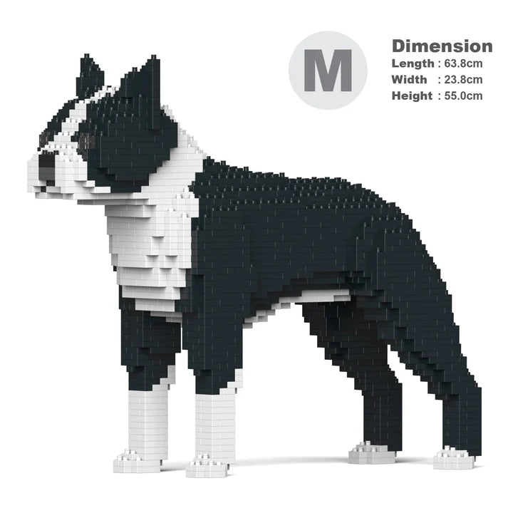 Boston Terrier 01-M01 