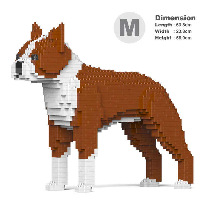 Boston Terrier 01-M02 