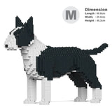 Englischer Bullterrier 01-M01 