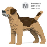 Border terrier 01-M02 