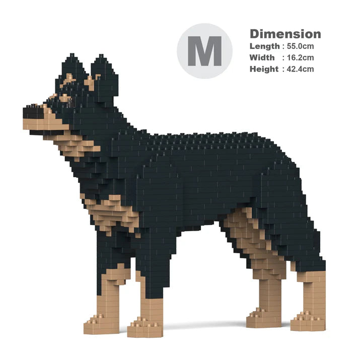 Kelpie australiano 01-M01 