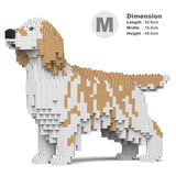 English Setter 01-M01