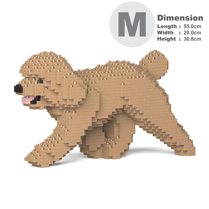 Toy Poodle 02-M03