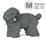 Toy Poodle 05-M06