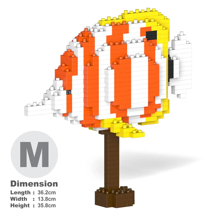 Copper Banded Butterflyfish 01