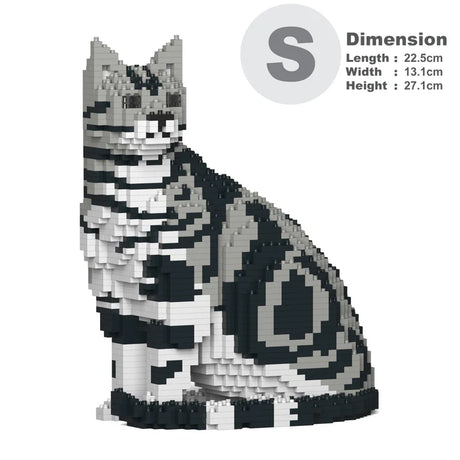 American Shorthair Cat 01S-M01