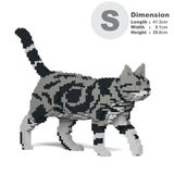 American Shorthair Cat 02S-M01