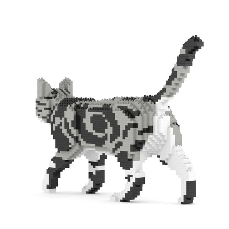 American Shorthair Cat 02S-M01B