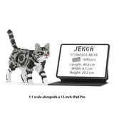 American Shorthair Cat 02S-M01B