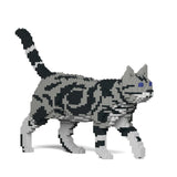 American Shorthair Cat 02S-M01