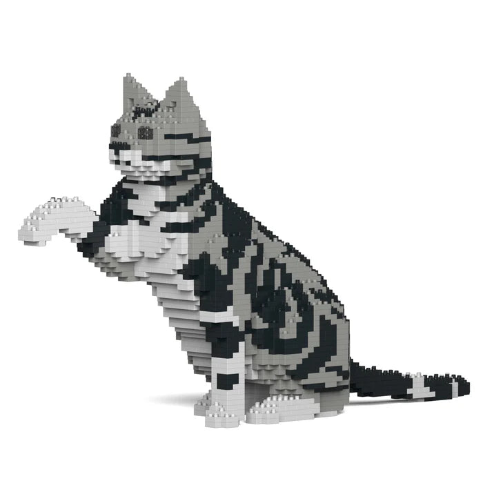 American Shorthair Cat 03S-M01