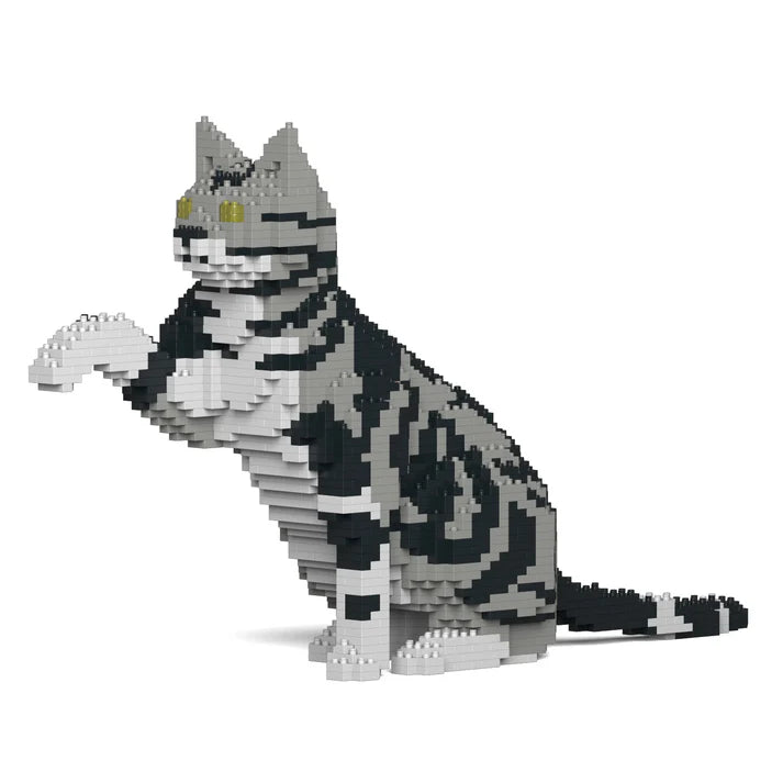 American Shorthair Cat 03S-M01