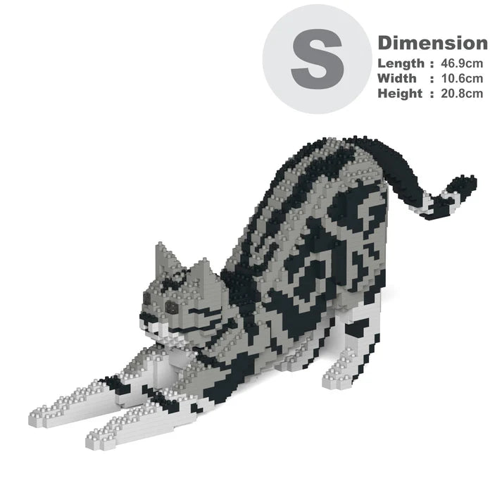 American Shorthair Cat 04S-M01