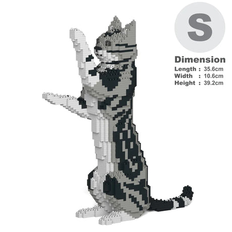 American Shorthair Cat 05S-M01