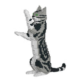 American Shorthair Cat 05S-M01