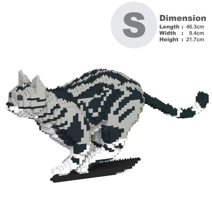 American Shorthair Cat 06S-M01