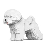 Bichon Frisé 02 