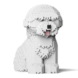 Bichon Frisé 03 