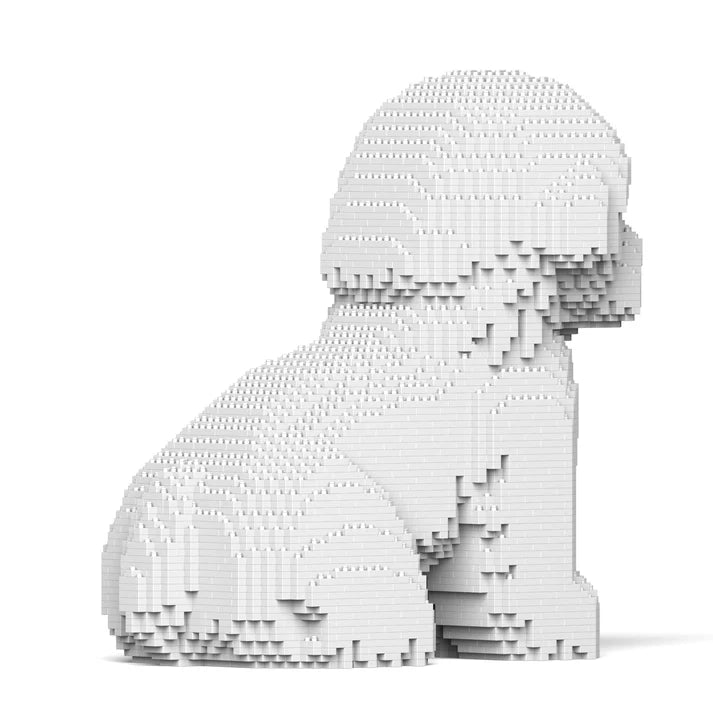 Bichon Frisé 03 