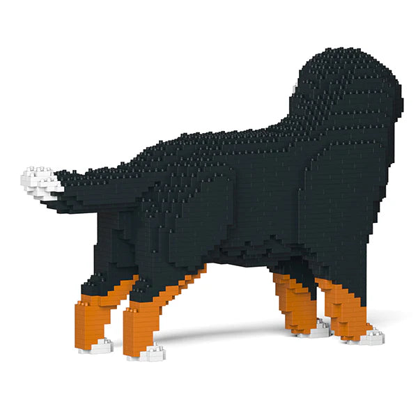 Bernese Mountain Dog 03