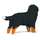 Berner Sennenhund 03 