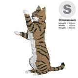 Brown Tabby Cat 14S-M04