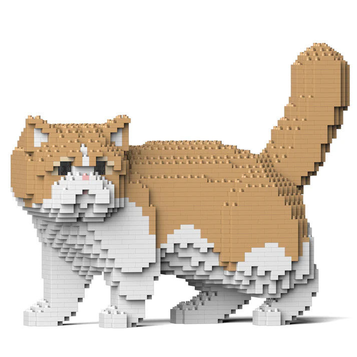 Exotic Shorthair Cat 01S-M01