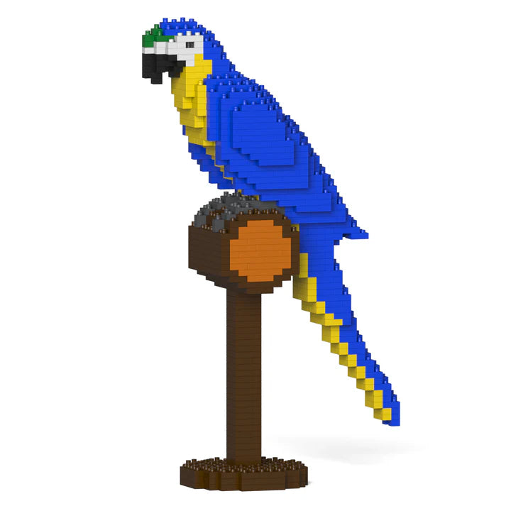 Blue & Gold Macaw 01S