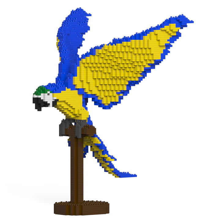 Blue & Gold Macaw 02S