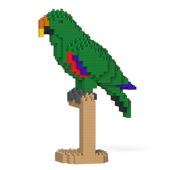 Eclectus 02S 