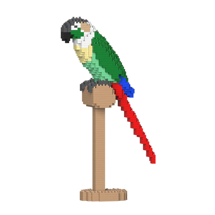 Green Cheek Conure 01S-M02