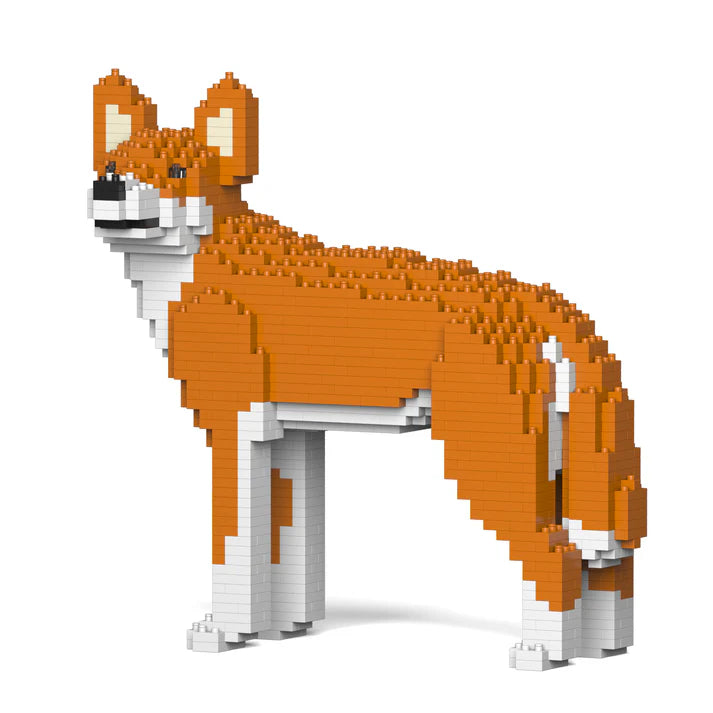 Dingo 01 