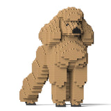 Standard Poodle 01-M02