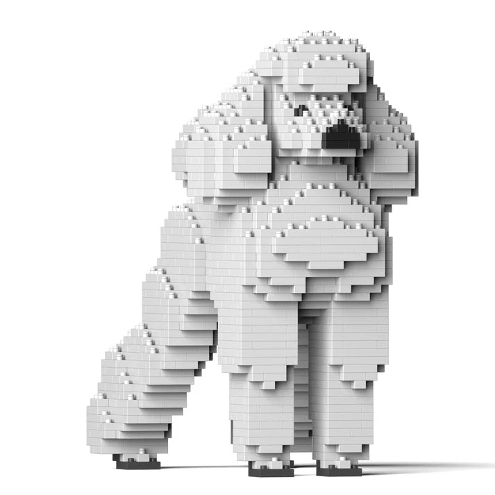 Standard Poodle 01-M01