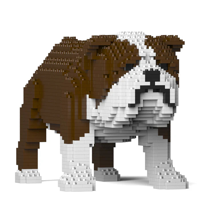 English Bulldog 01-M01