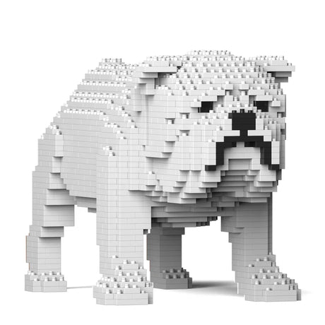 English Bulldog 01-M02