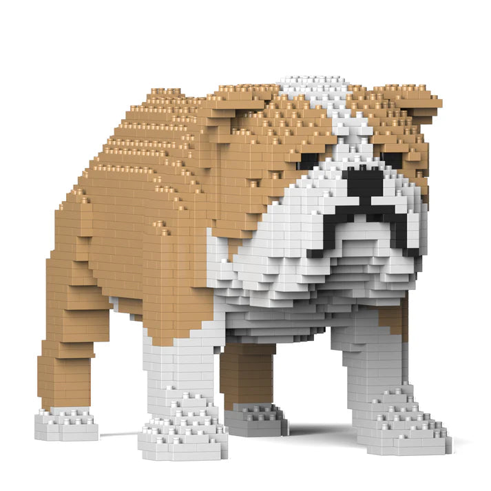 English Bulldog 01-M03