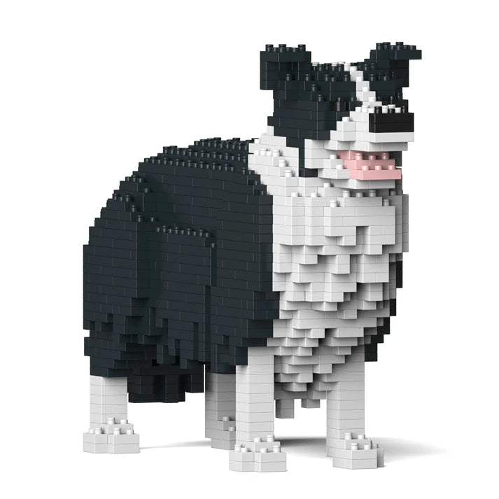 Border Collie 01-M01