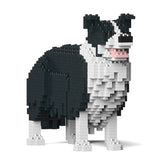 Border Collie 01-M01 