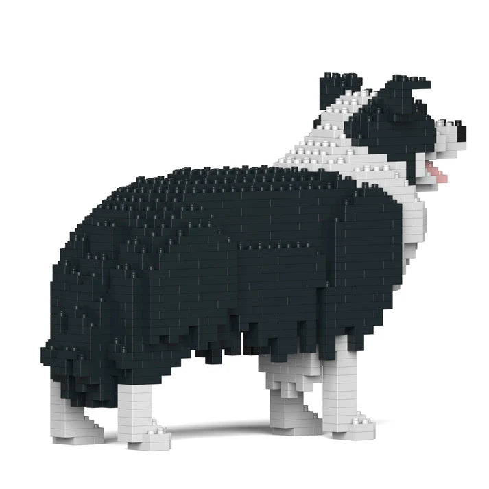 Border Collie 01-M01 