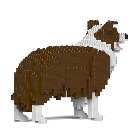 Border Collie 01-M02 