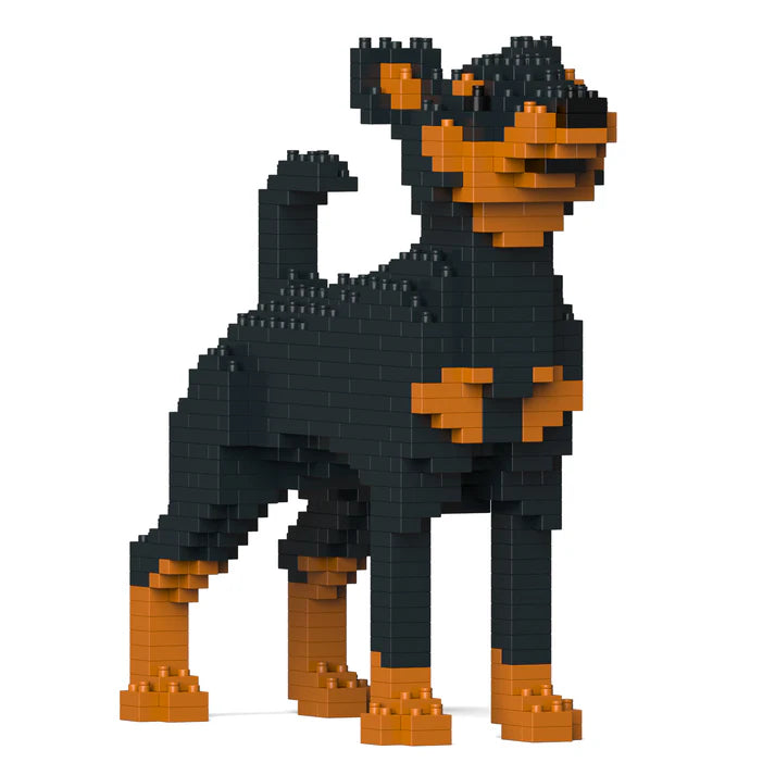 Pinscher miniatura 01-M01 