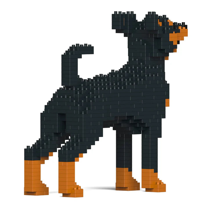 Pinscher miniatura 01-M01 